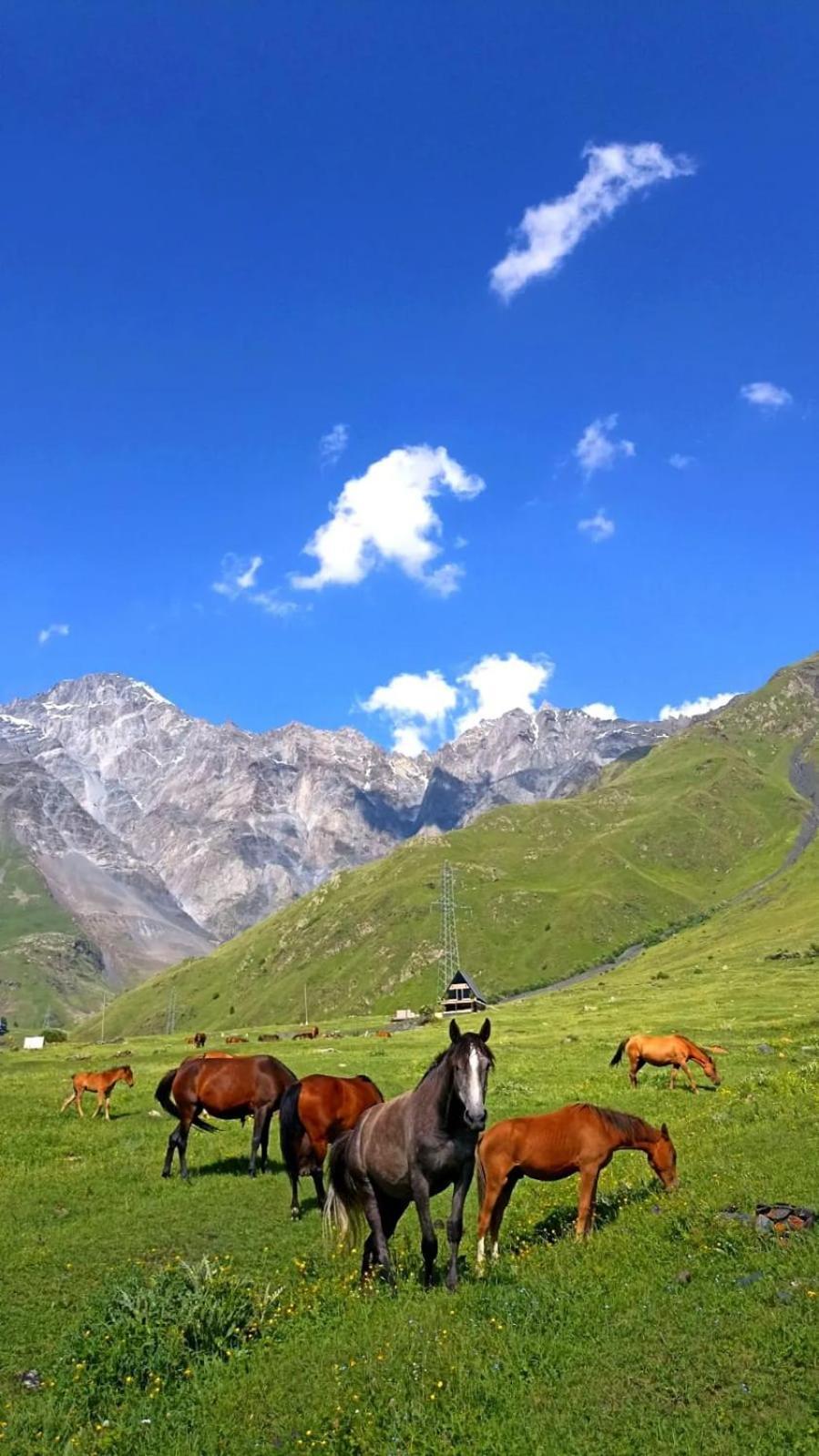 Mountain Flower Cottage Kazbegi Kültér fotó
